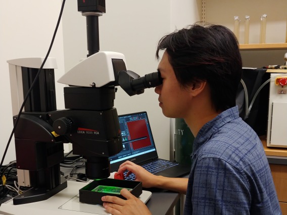Picture of Angelo Antenor looking through a microscope at the lab bench