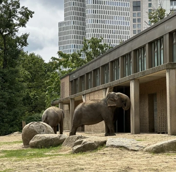 Picture of elephants in an enclosure with tall buildings in the background