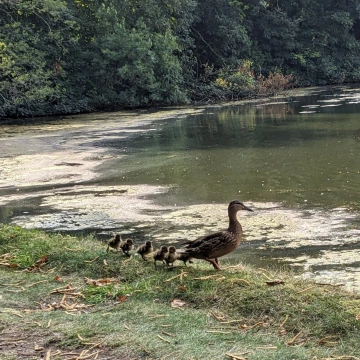 A mother duck and her ducklings standing by a lake