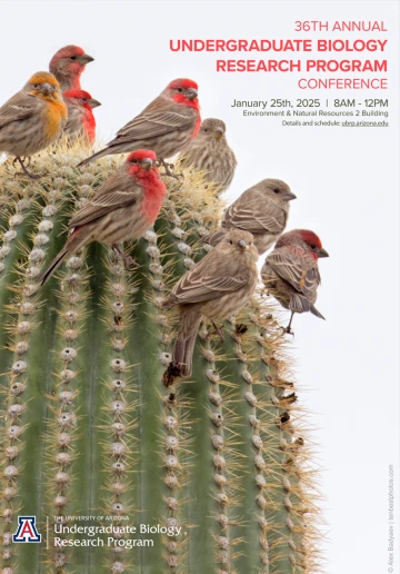 Photo of a group of colorful house finches perched at the top of a saguaro cactus